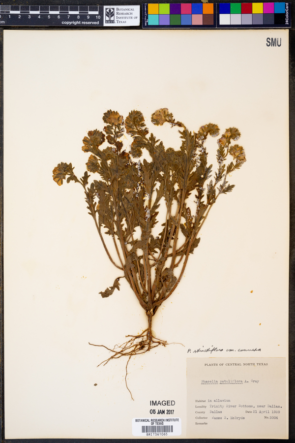 Phacelia strictiflora var. connexa image