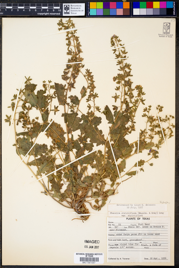 Phacelia strictiflora var. strictiflora image