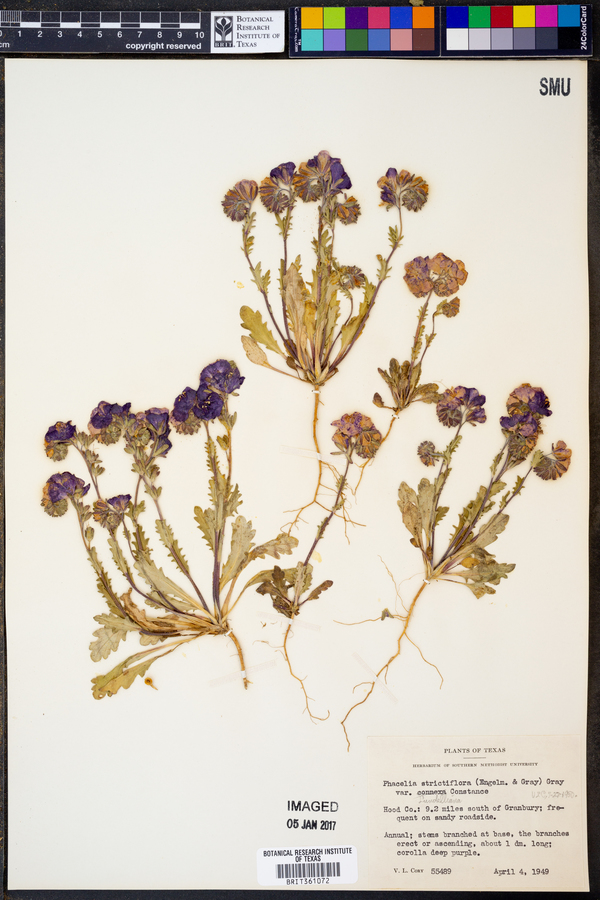 Phacelia strictiflora var. lundelliana image