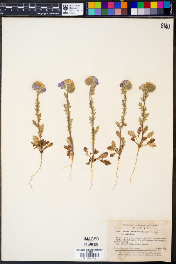 Phacelia strictiflora var. strictiflora image