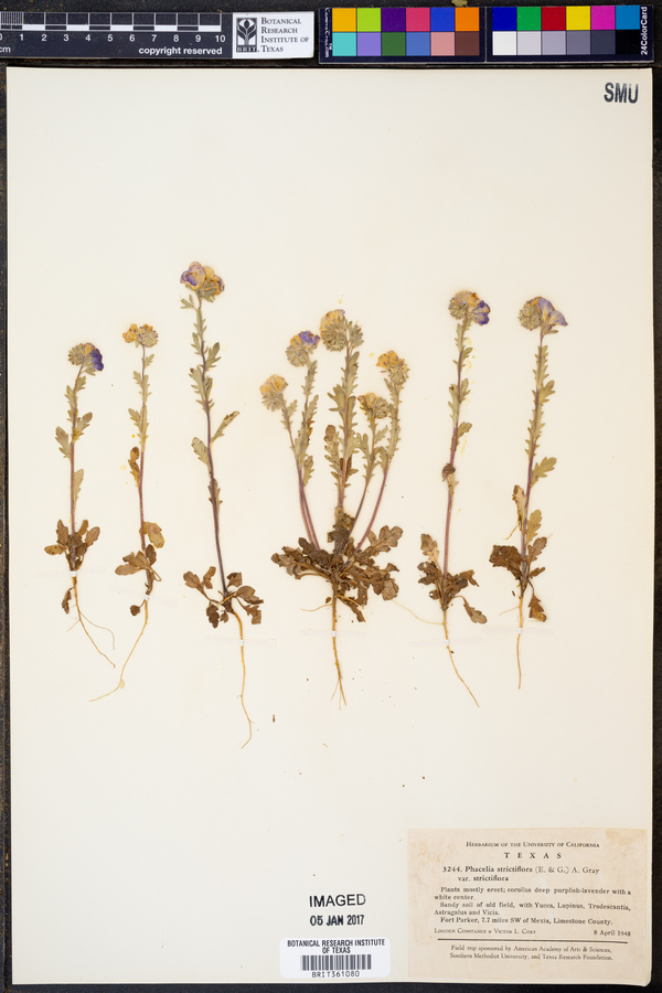 Phacelia strictiflora var. strictiflora image