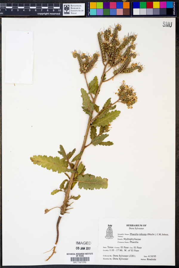 Phacelia robusta image