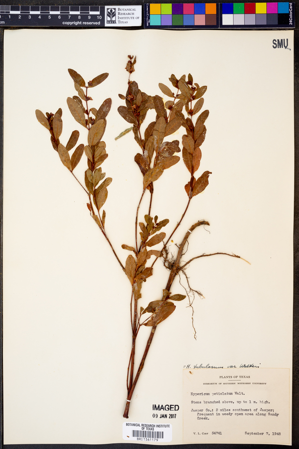 Hypericum tubulosum var. walteri image