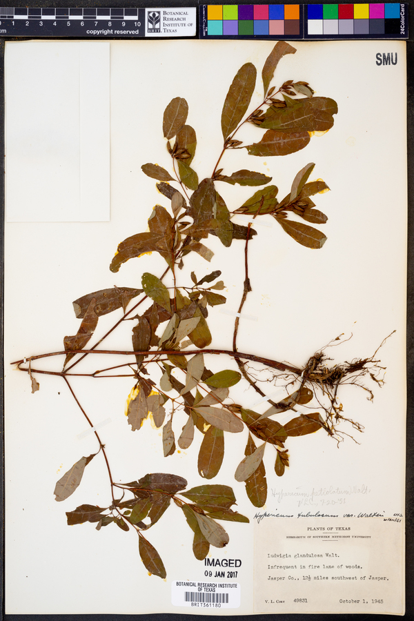 Hypericum tubulosum image