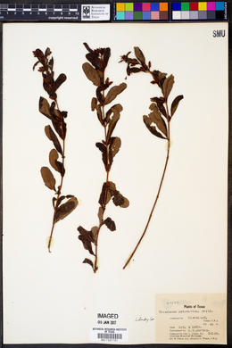 Image of Triadenum petiolatum
