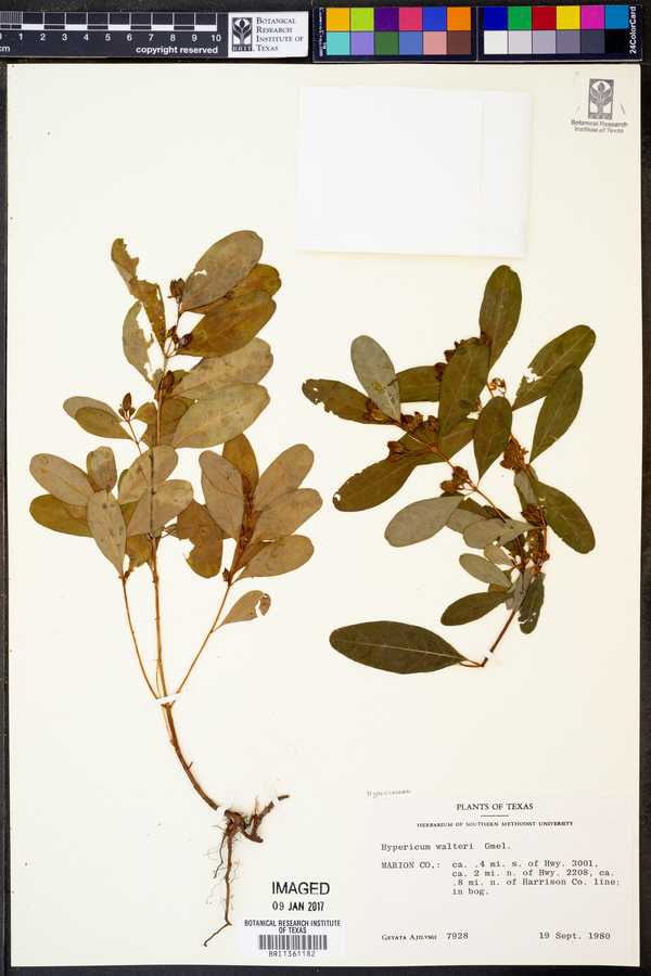 Hypericum walteri image