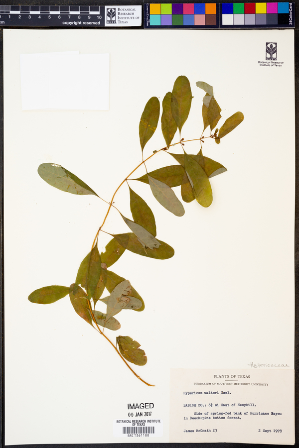 Hypericum walteri image