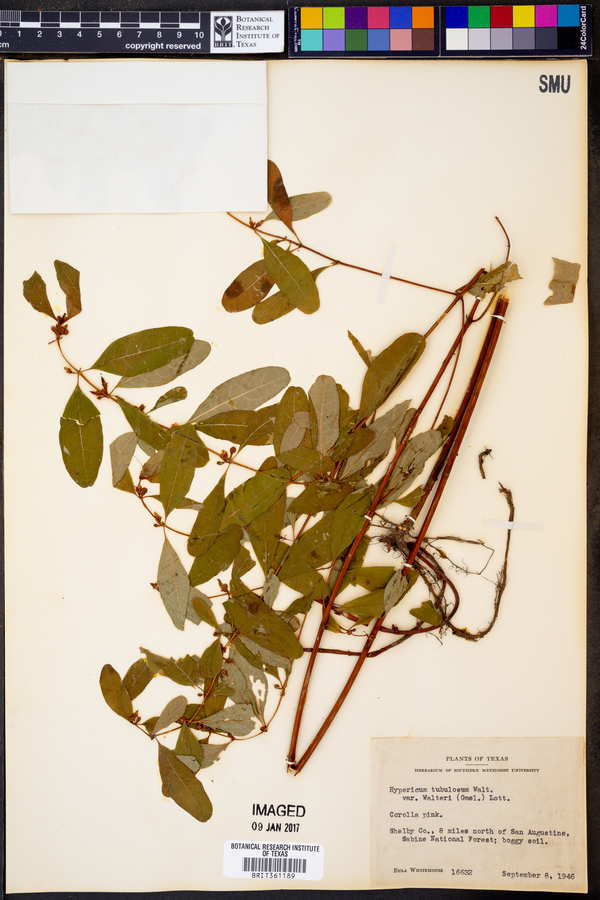 Hypericum tubulosum var. walteri image