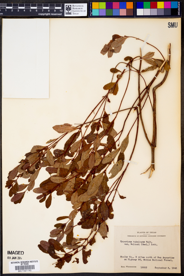 Hypericum tubulosum var. walteri image