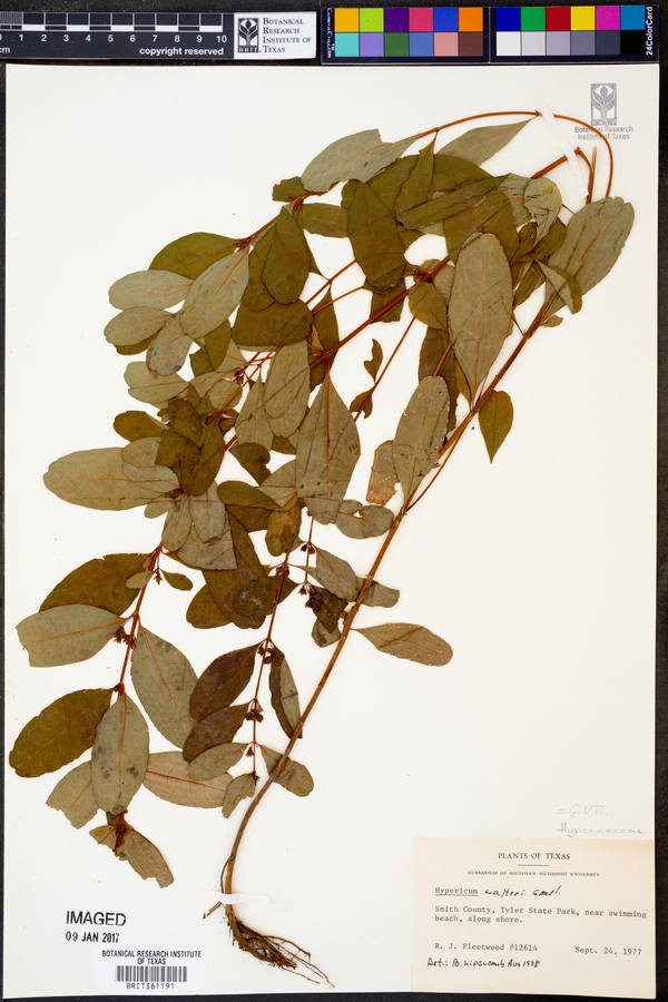 Hypericum walteri image