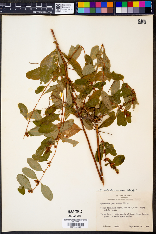 Hypericum tubulosum image