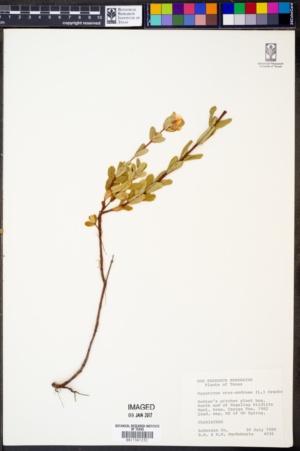 Hypericum crux-andreae image