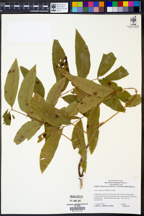 Carya aquatica image