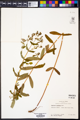 Hypericum punctatum image