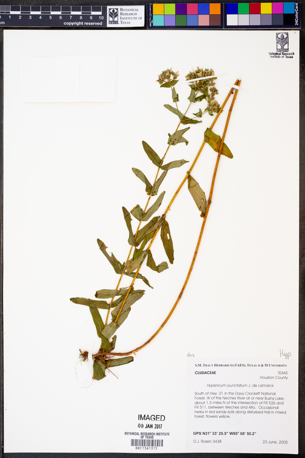 Hypericum punctatum image