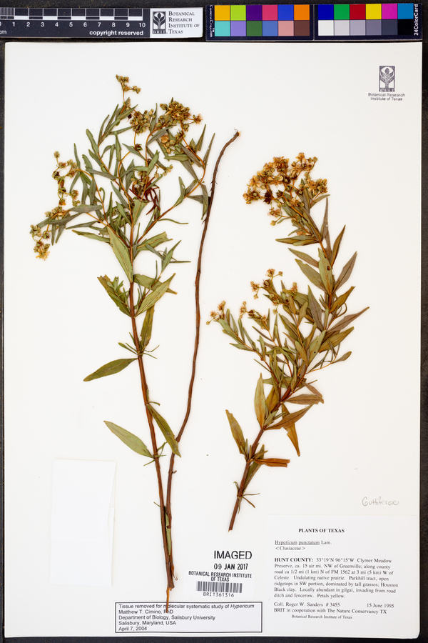 Hypericum punctatum image