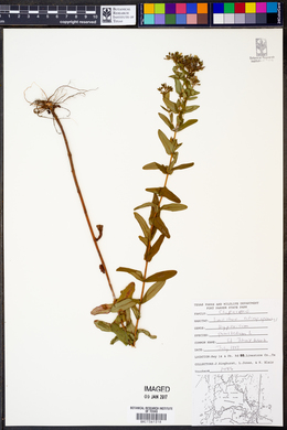 Hypericum punctatum image