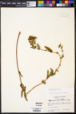 Hypericum punctatum image