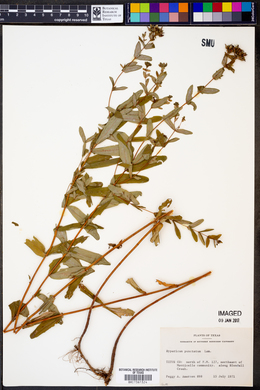 Hypericum punctatum image