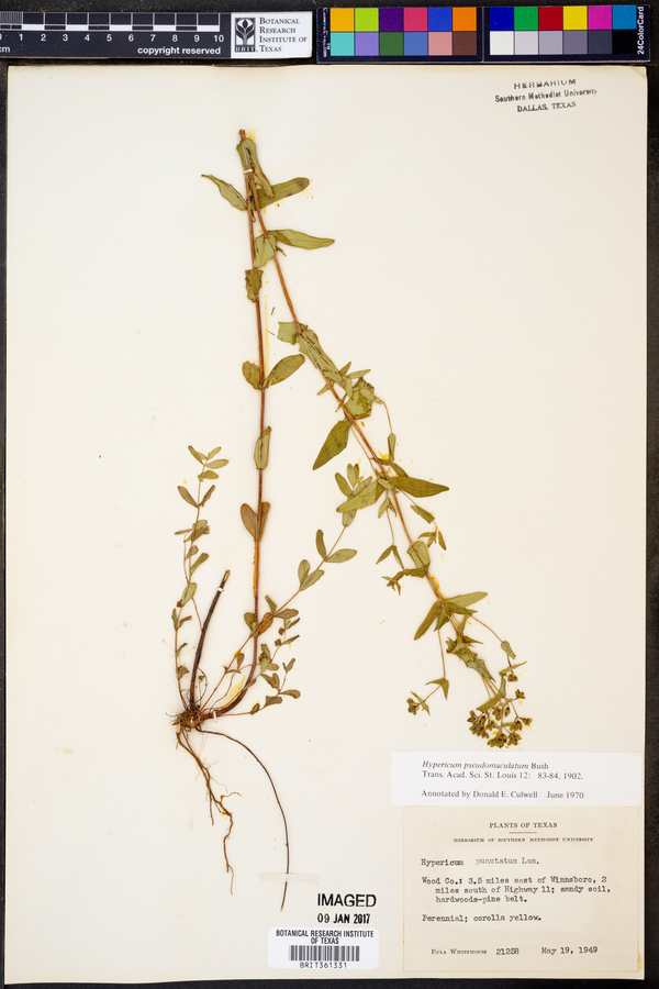 Hypericum pseudomaculatum image