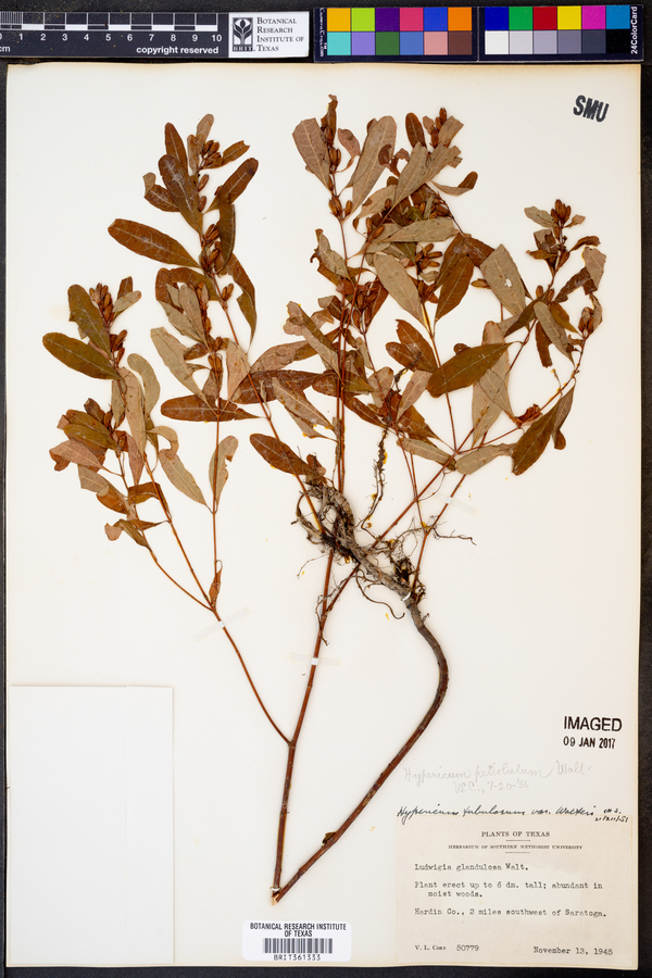 Hypericum tubulosum image