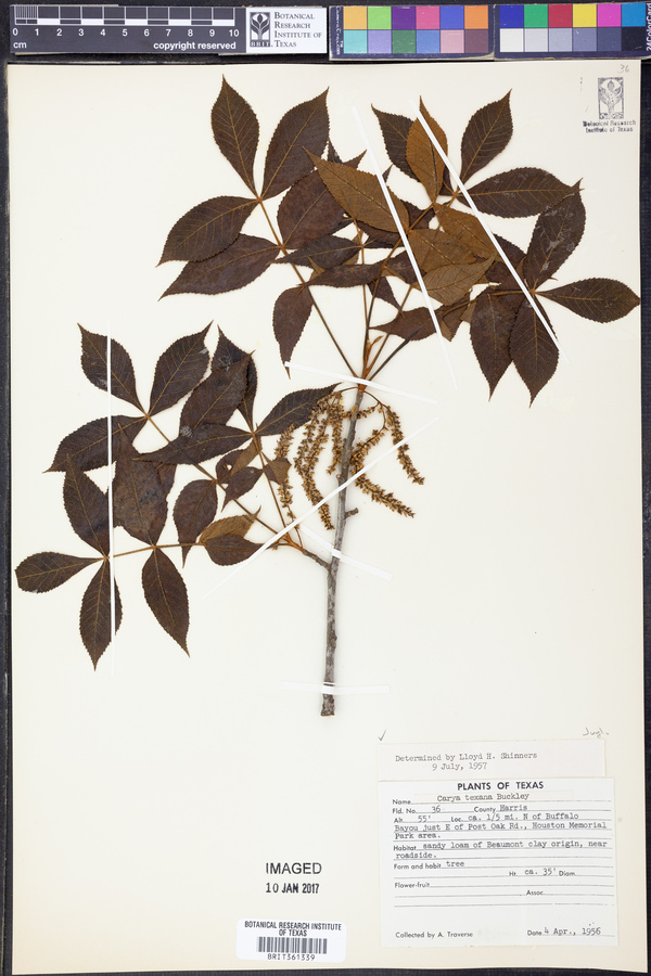 Carya texana image