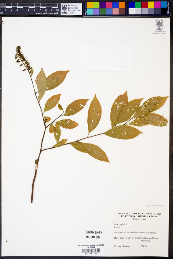Itea virginica image