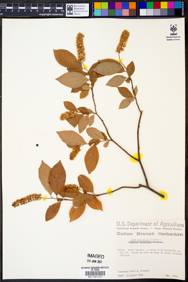 Itea image
