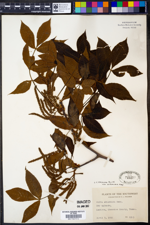 Carya texana image