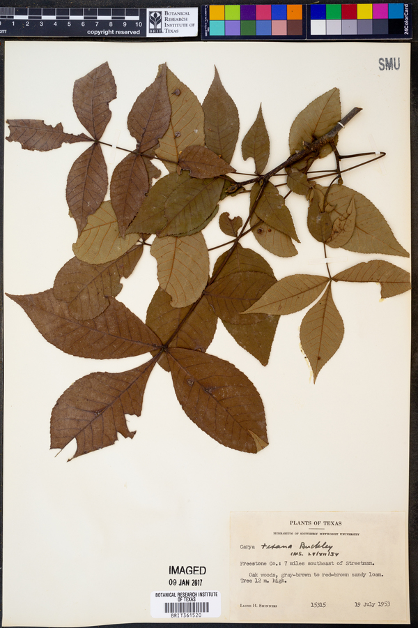 Carya texana image