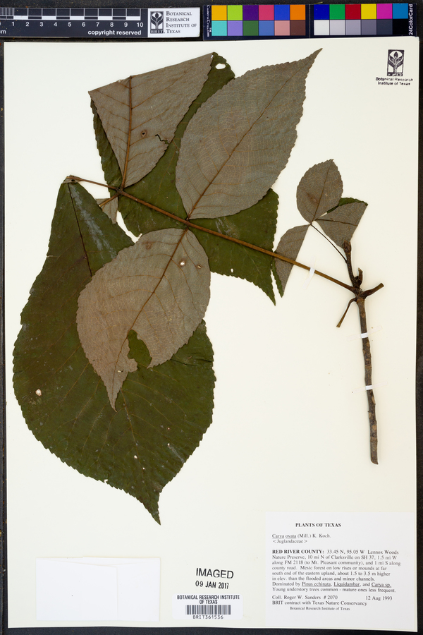 Carya ovata image