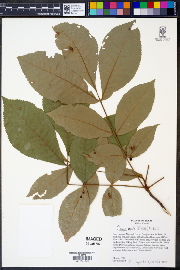 Carya ovata image