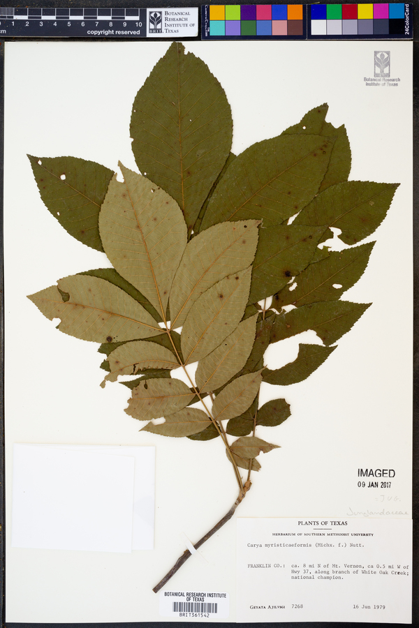 Carya myristiciformis image