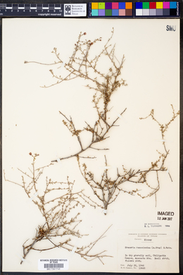 Krameria ramosissima image