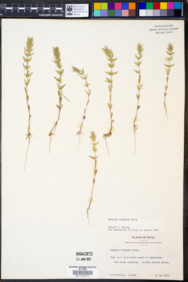 Hedeoma hispida image