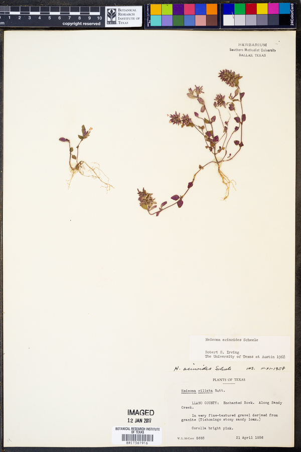 Hedeoma acinoides image