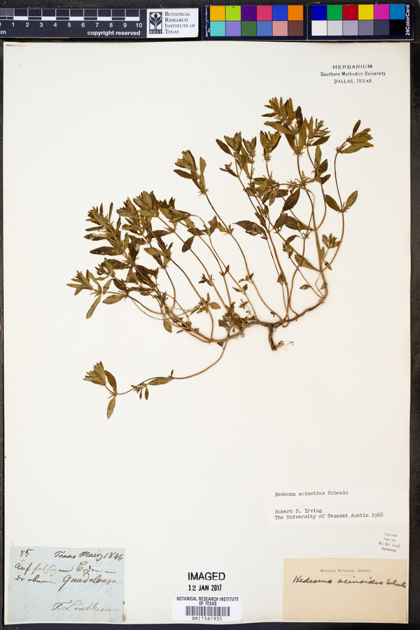 Hedeoma acinoides image