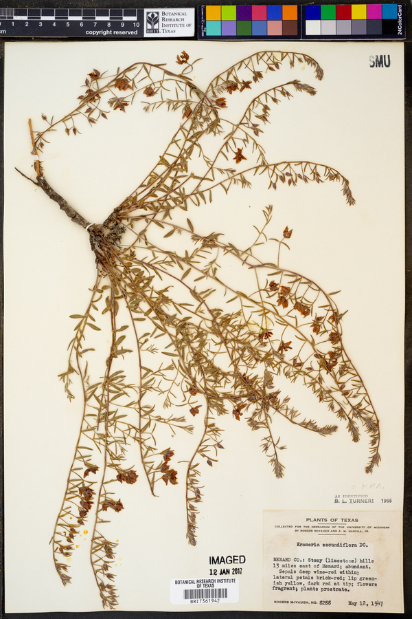 Krameria secundiflora image