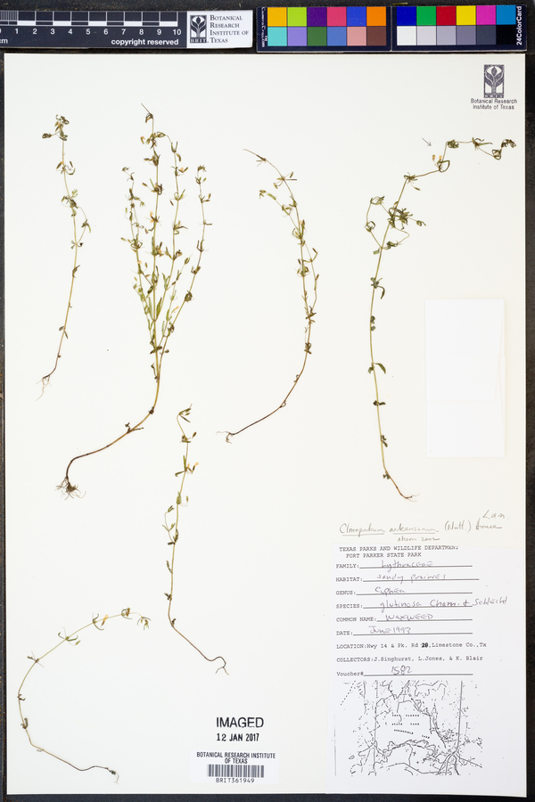 Clinopodium arkansanum image