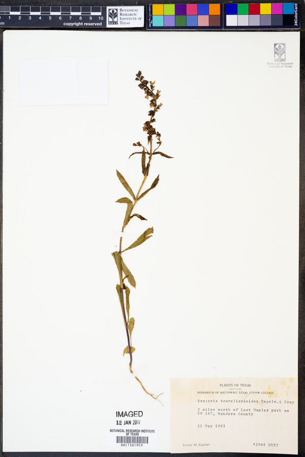 Brazoria scutellarioides image