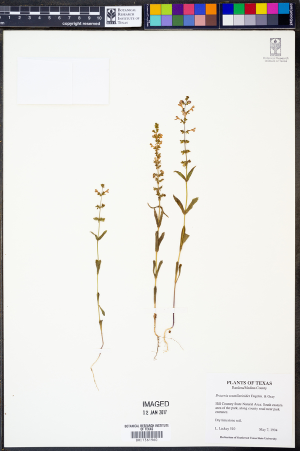 Brazoria scutellarioides image