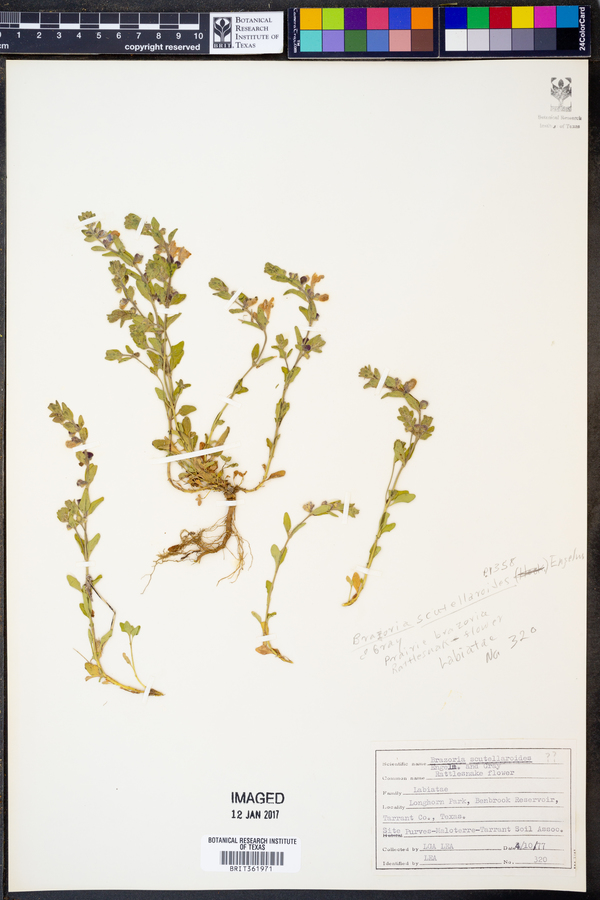 Brazoria scutellarioides image