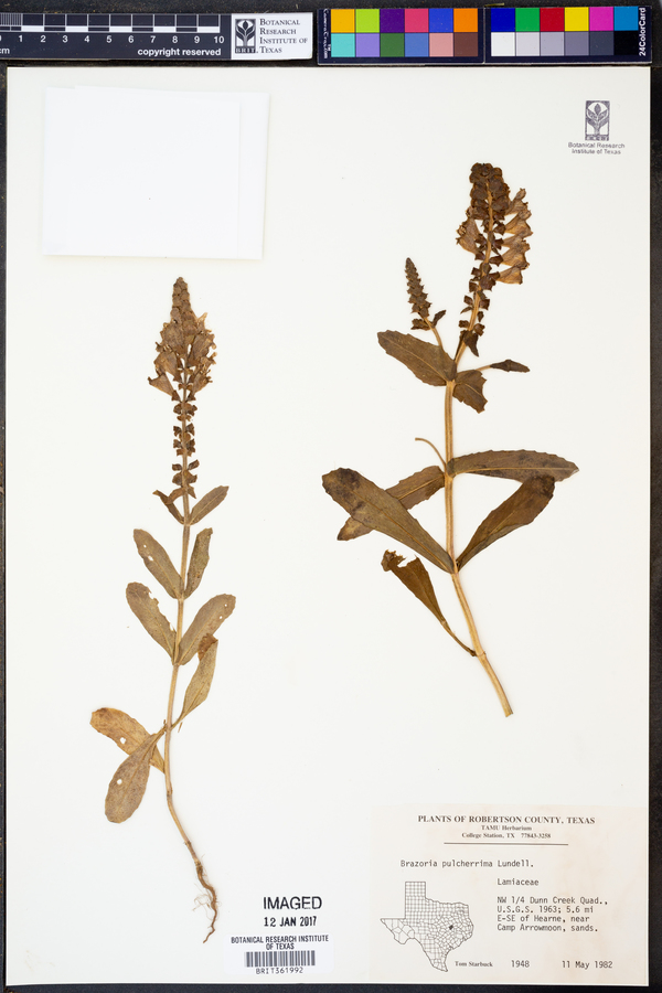 Brazoria pulcherrima image