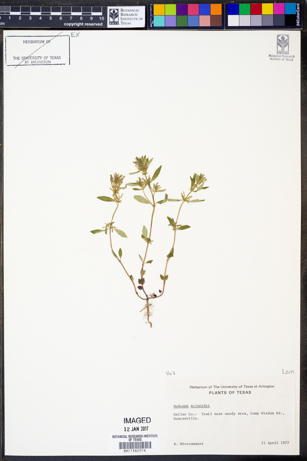 Hedeoma acinoides image