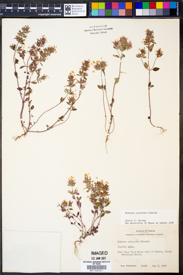 Hedeoma acinoides image