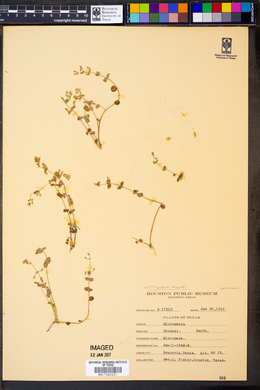 Image of Clinopodium brownei