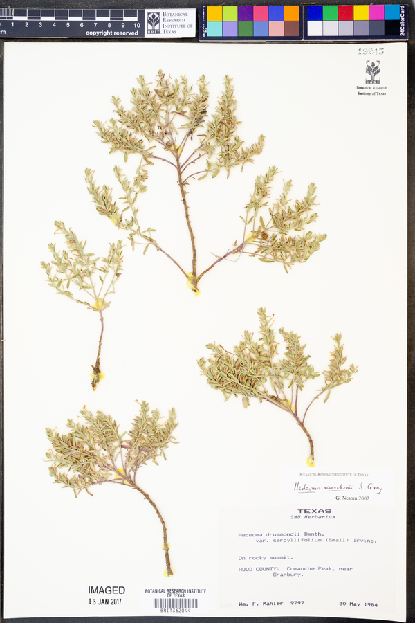 Hedeoma reverchonii image
