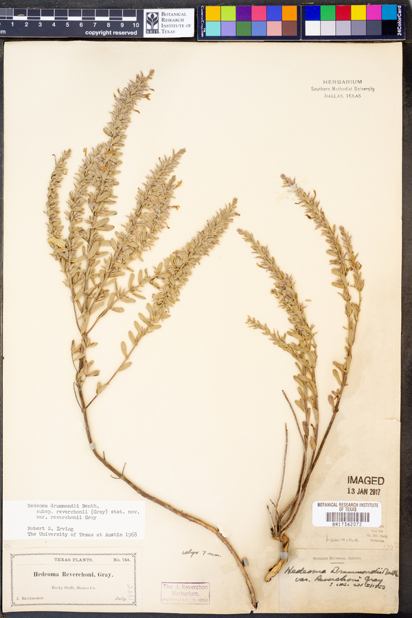 Hedeoma drummondii var. reverchonii image