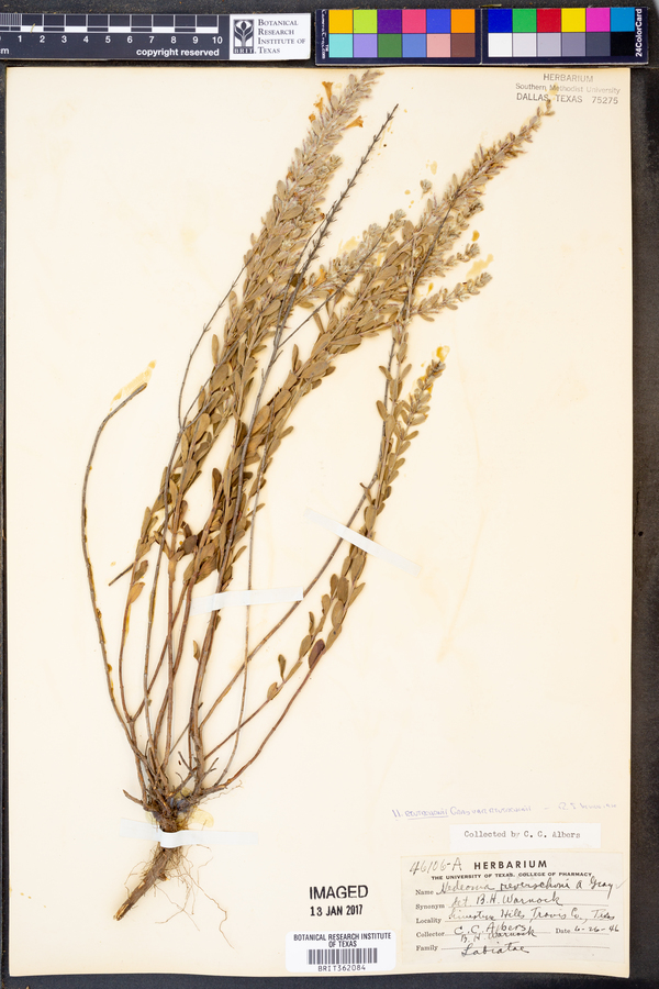 Hedeoma reverchonii var. reverchonii image