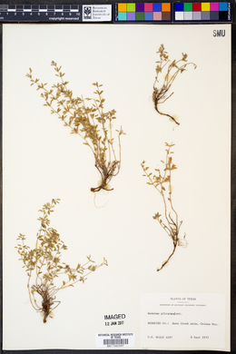 Hedeoma plicata image